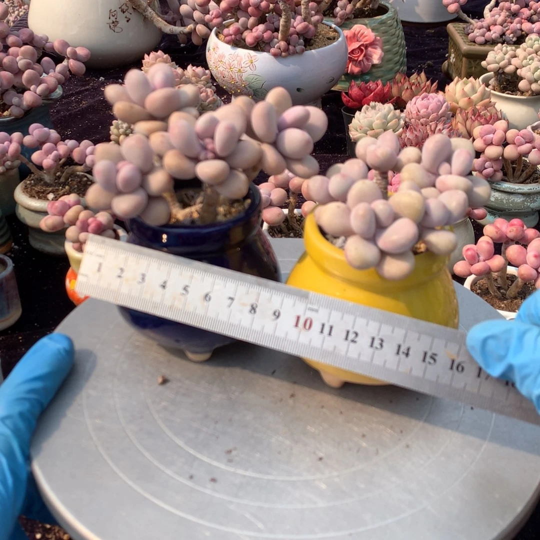 2颗带盆偏远地区不包邮的