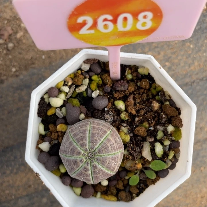 富***婆实生布纹球一棵2608