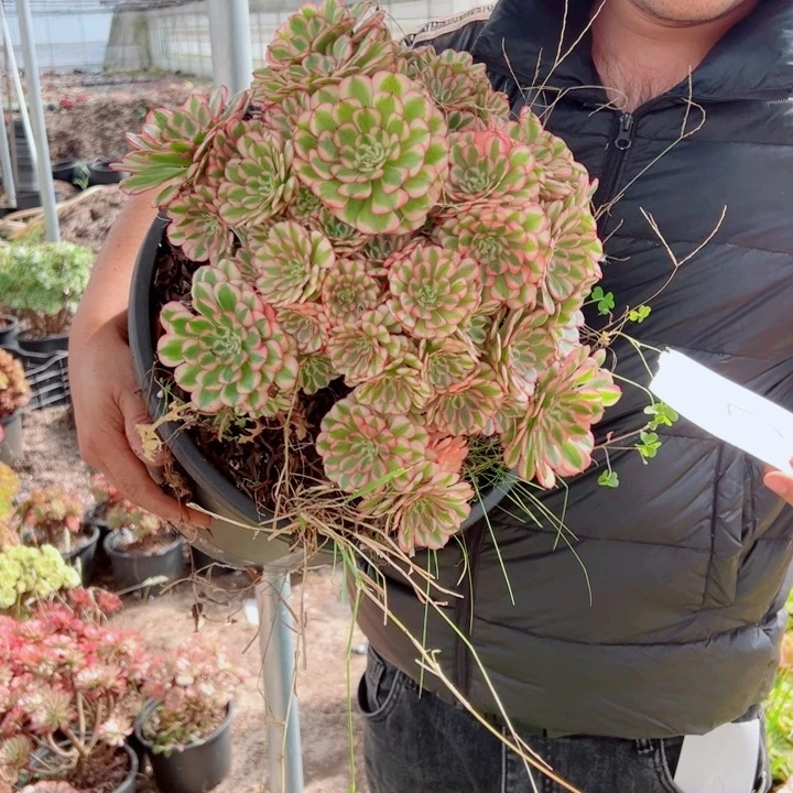 粉铜5加伦7号多肉法师