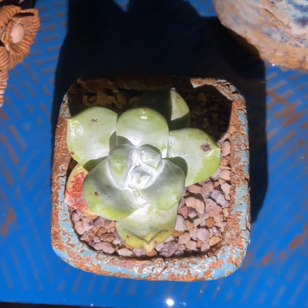 拇指多肉植物啦啦啦