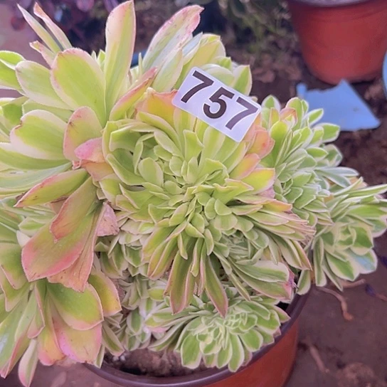 楊*孃多肉植物一个