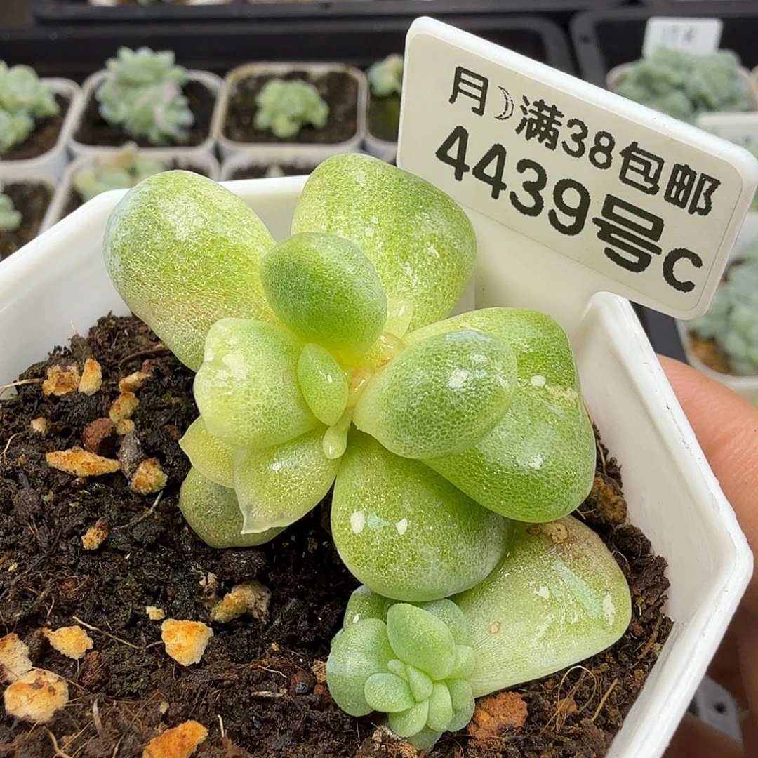 （mi专拍）4439号冰玉石化锦