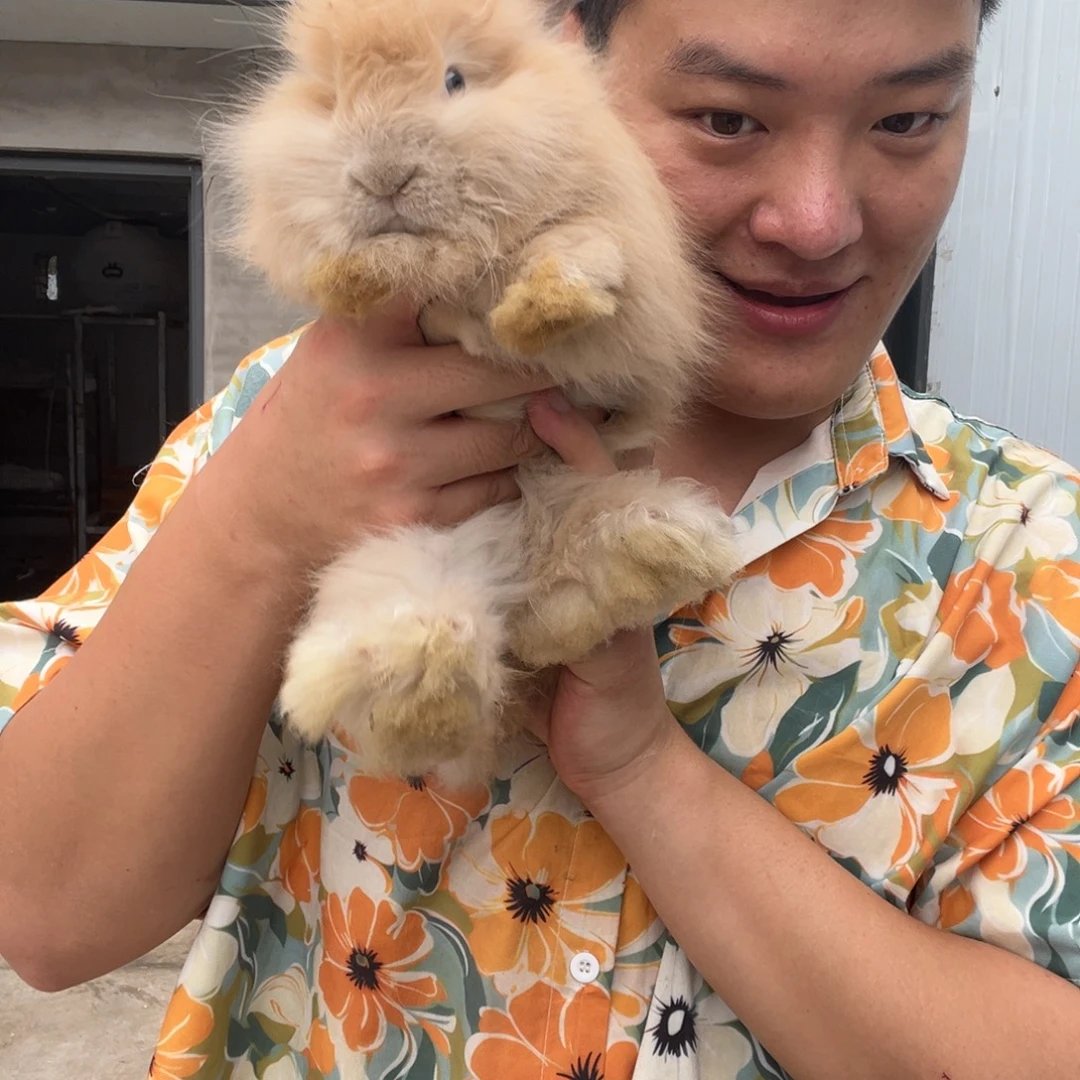双血统英系安哥拉兔子宠物