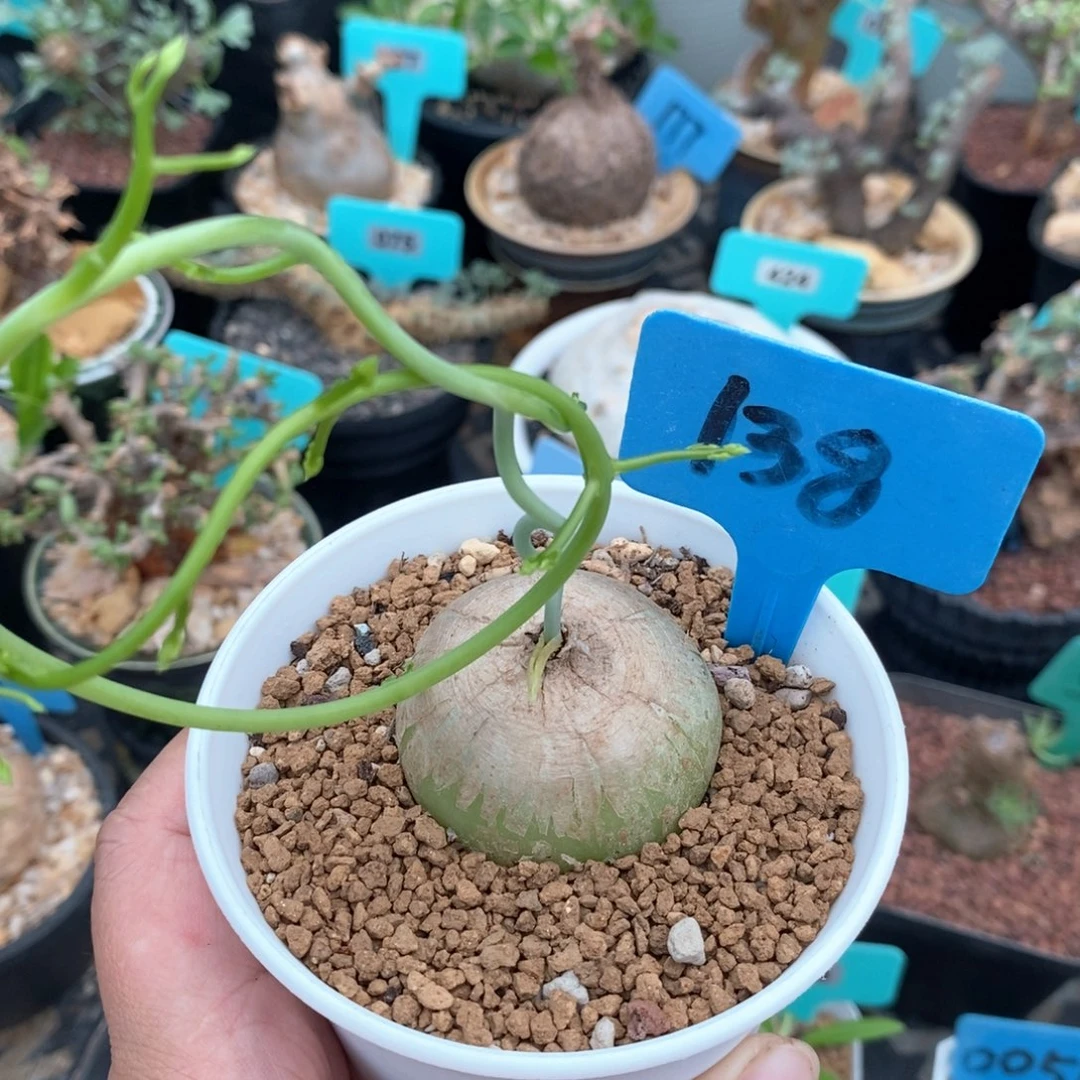 鹿角苍角壂多肉植物