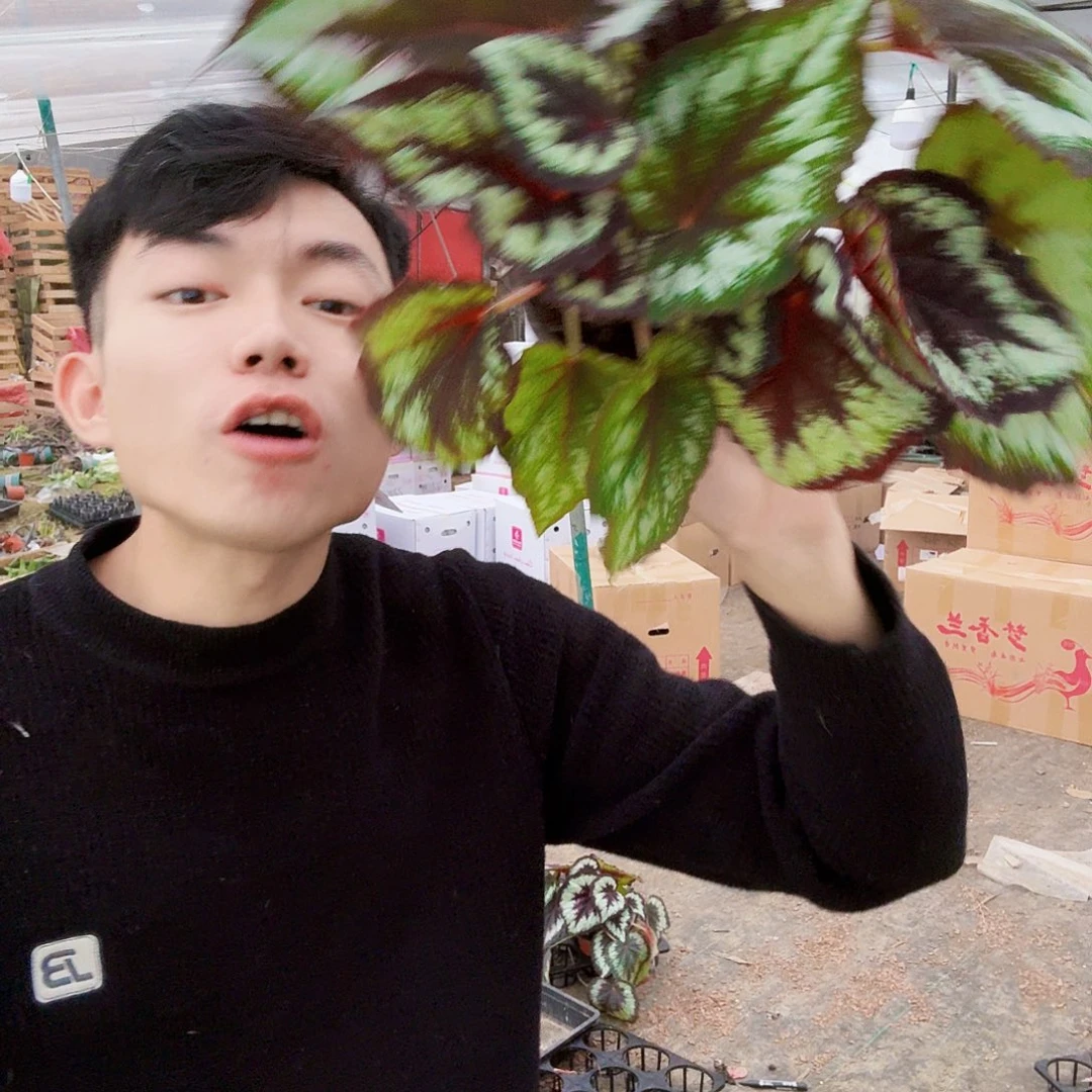 完全开放海伦一棵