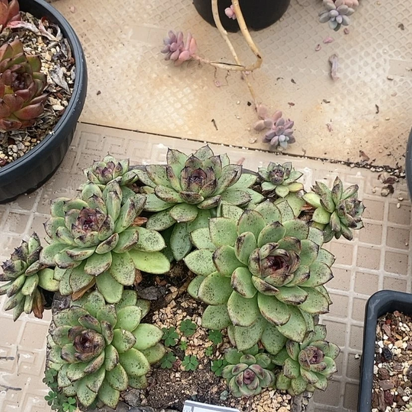 【闪购商品】蓝莓2316