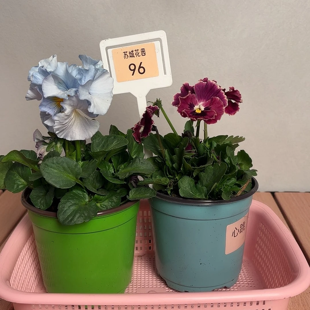 大部分开放少量花苞96