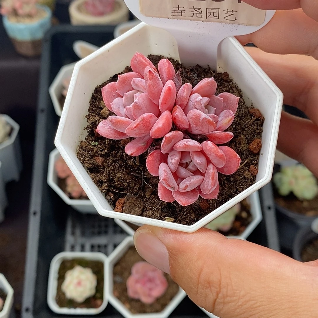 0232 拉皮群 4.5cm