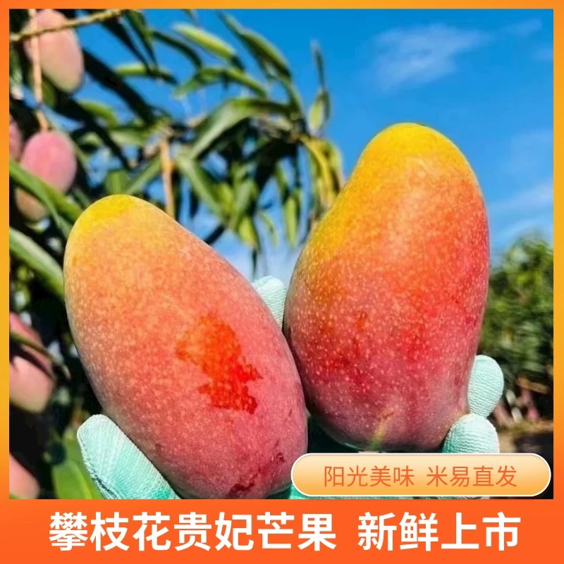 攀枝花贵妃芒果 皮薄肉厚 香甜多汁 新鲜时令水果 热带水果