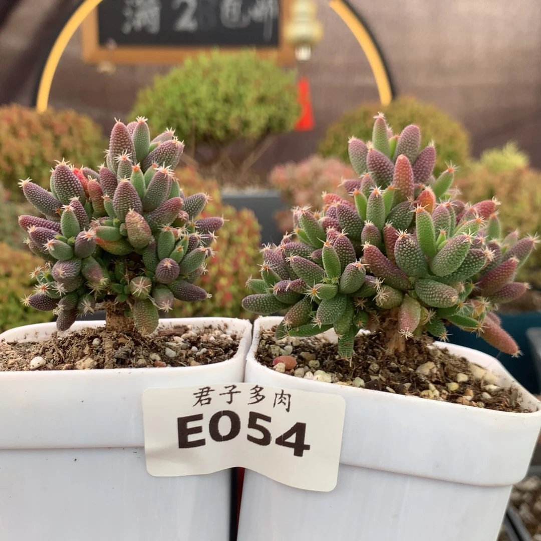 可***x054玉米两颗。