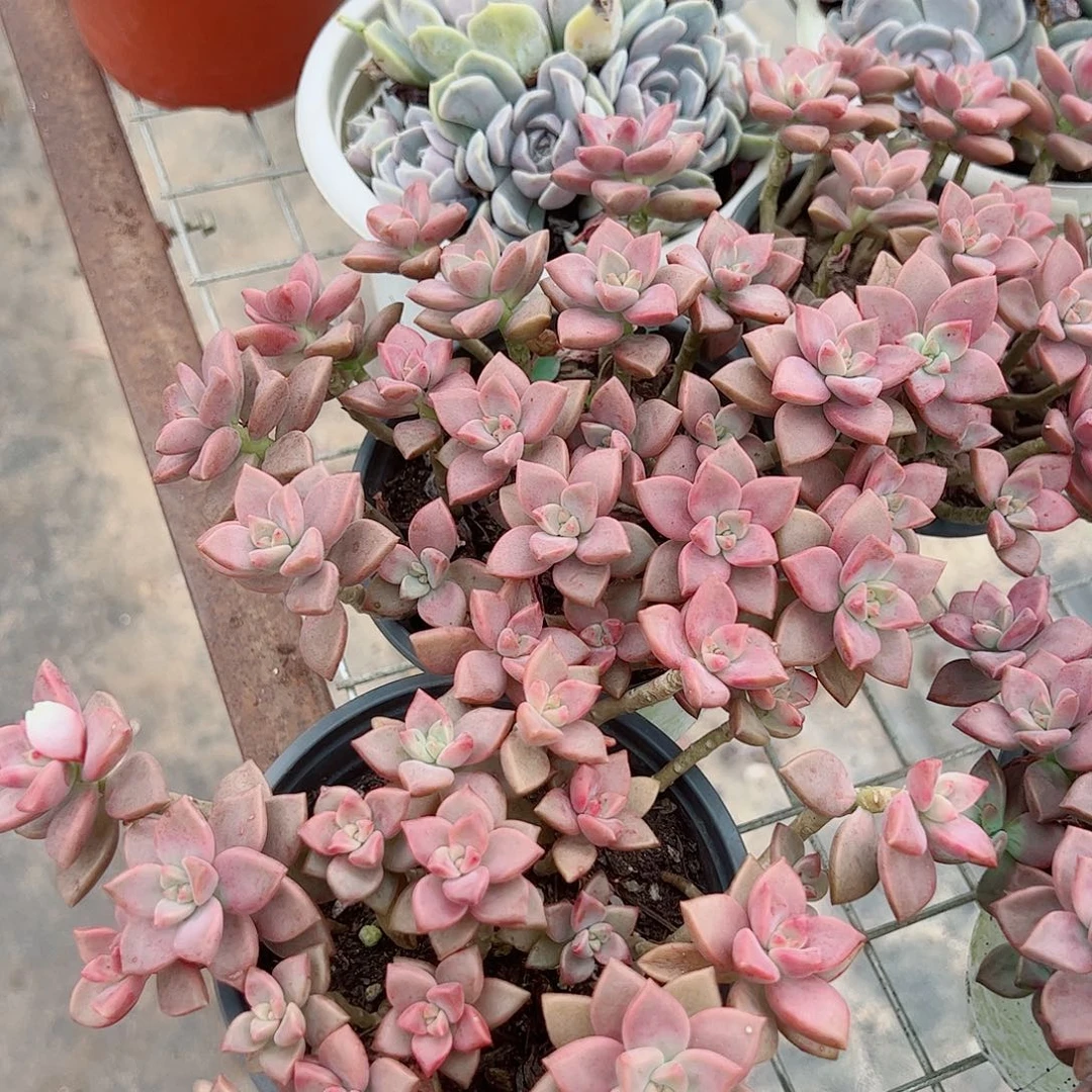 姬胧月散装带盆土精品