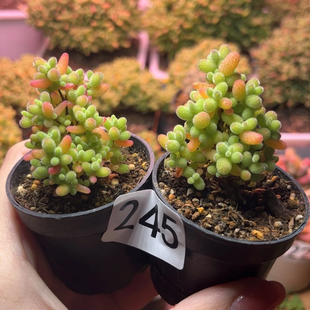 S***?245金橘蜜桔可爱多肉植物