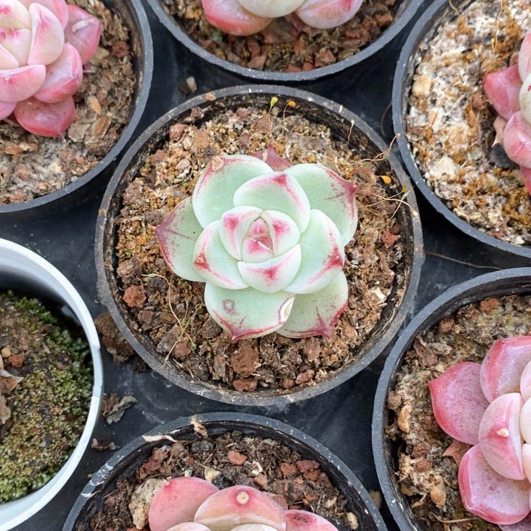 精品多肉一物一拍不包整174