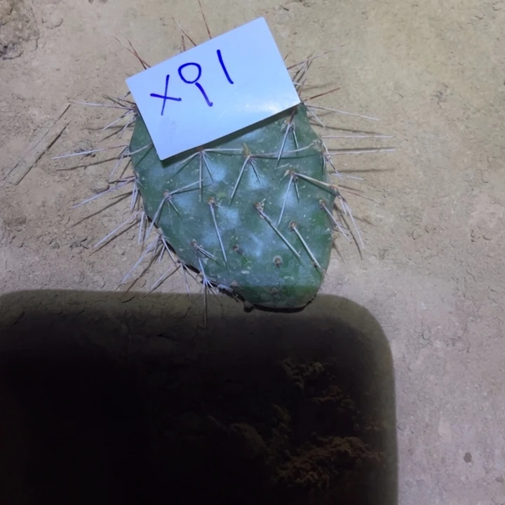 9***媛X91硫磺叶片一个10/////
