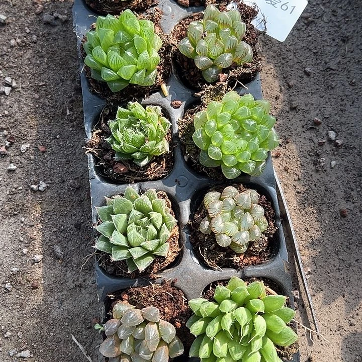 直播福利一物一拍61