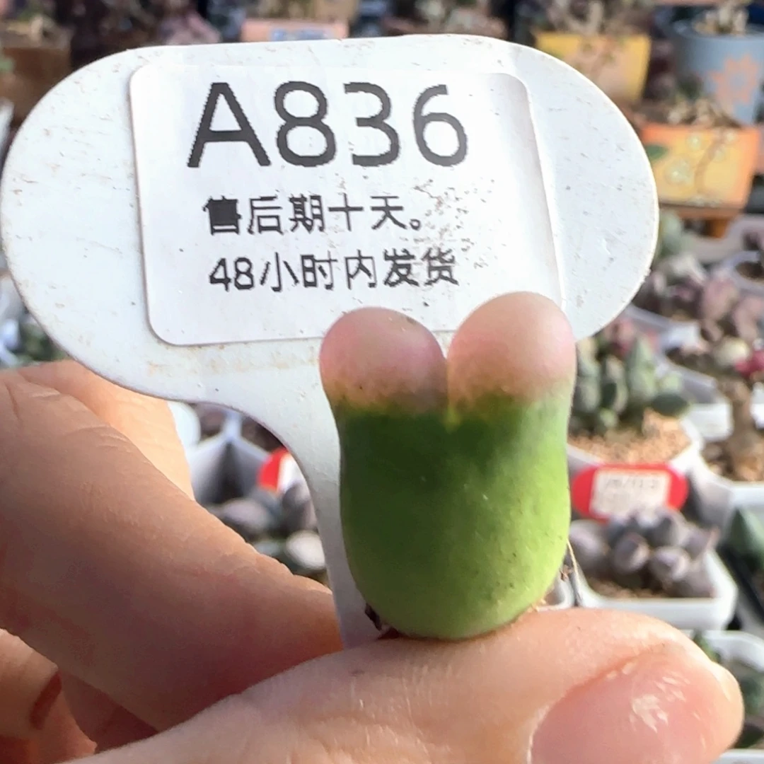 福利。    836。