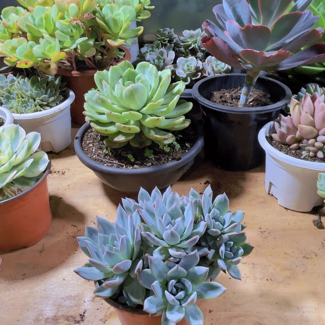 幸***妈多肉00000000000052