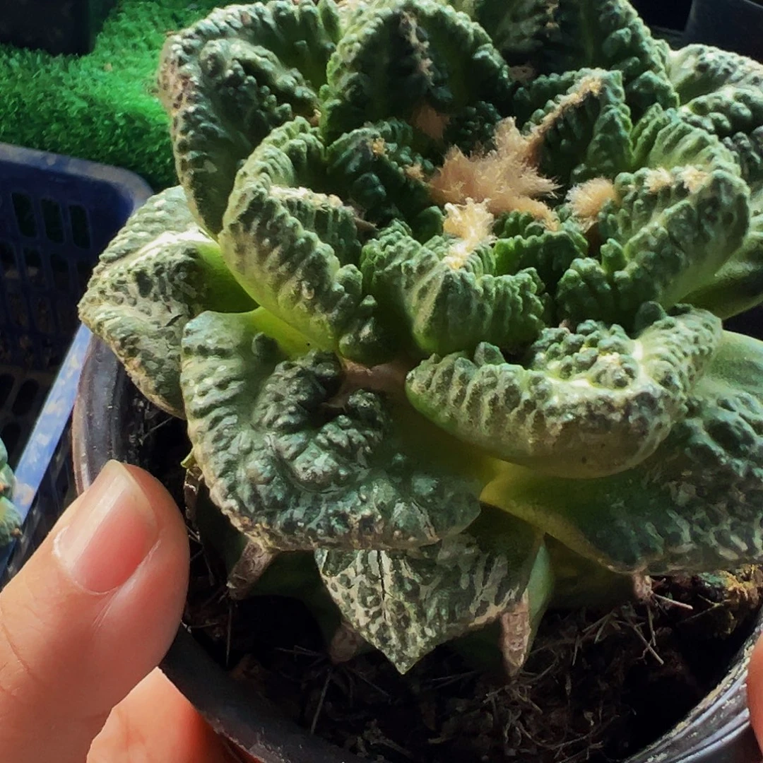 无花朵福利龟甲牡丹409