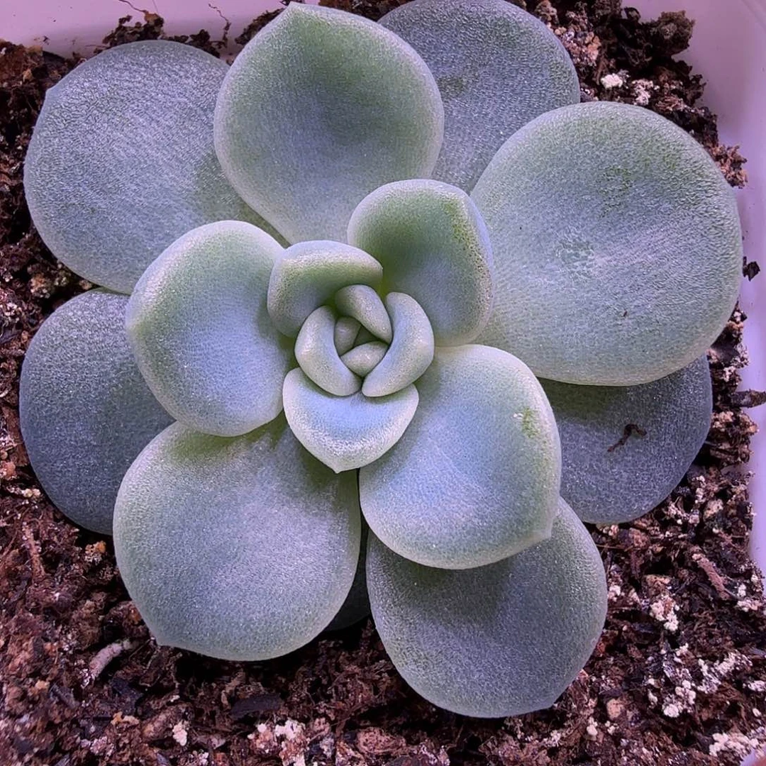 皦玉叶插苗一物一拍