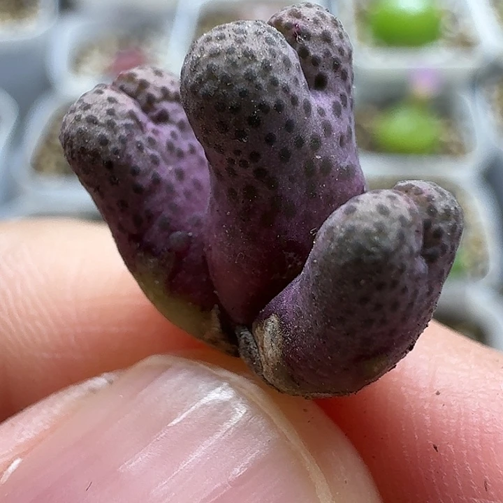 老马生石花95d斑马2809