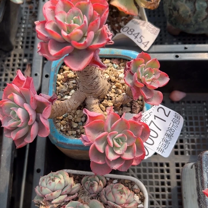 幸运的是我还在幸运