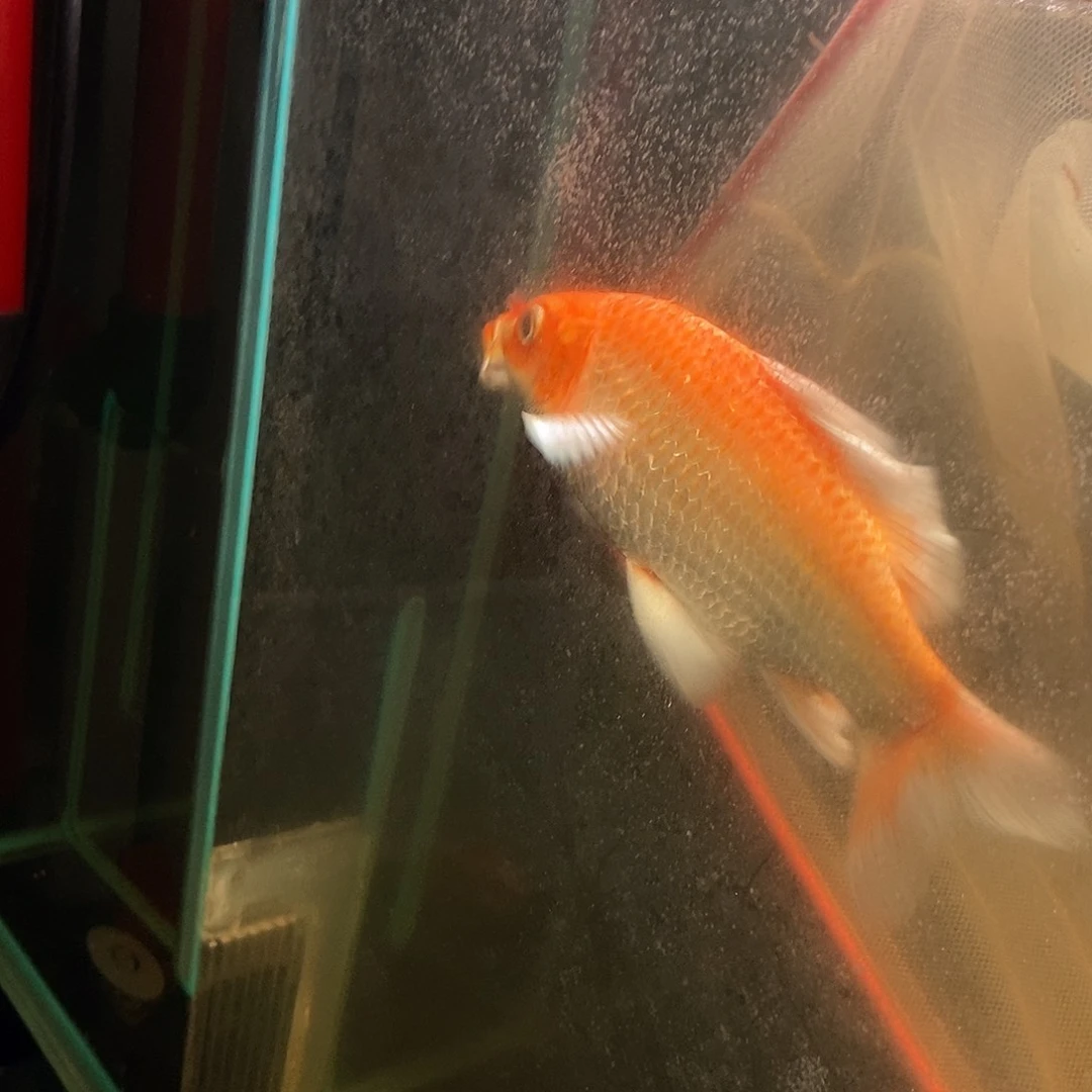 P***N蝴蝶鲤鱼红色蝴蝶鲤一条