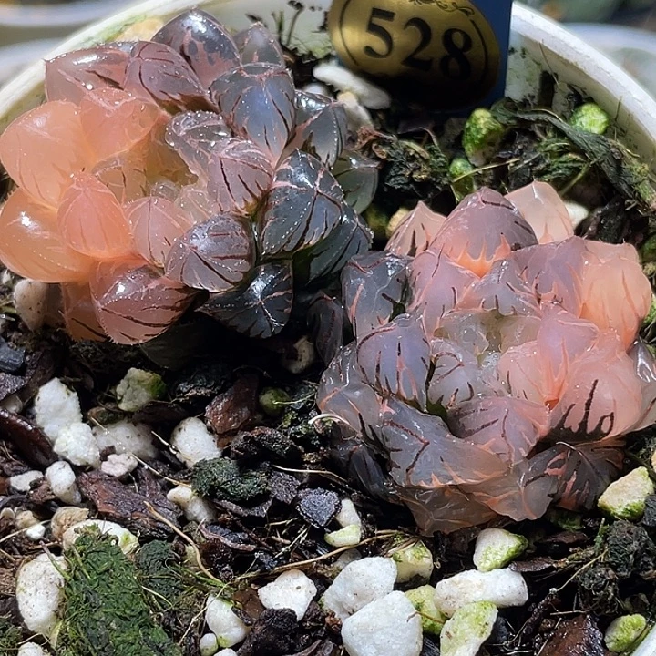 528拼盘一套福利一物