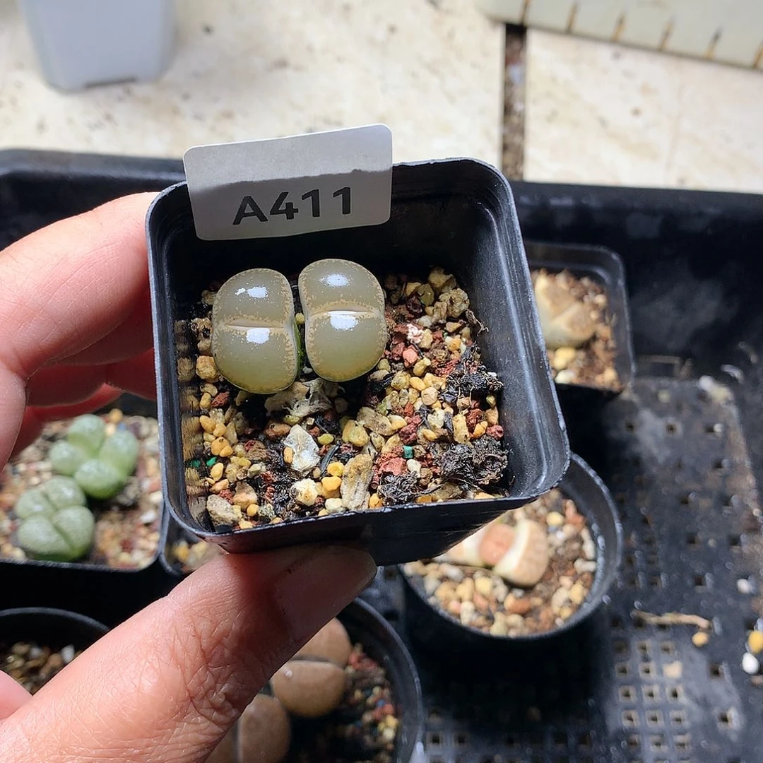 A411多肉植物保护
