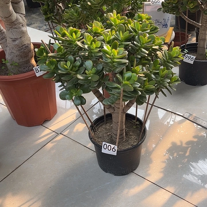 姬红花月独杆老桩