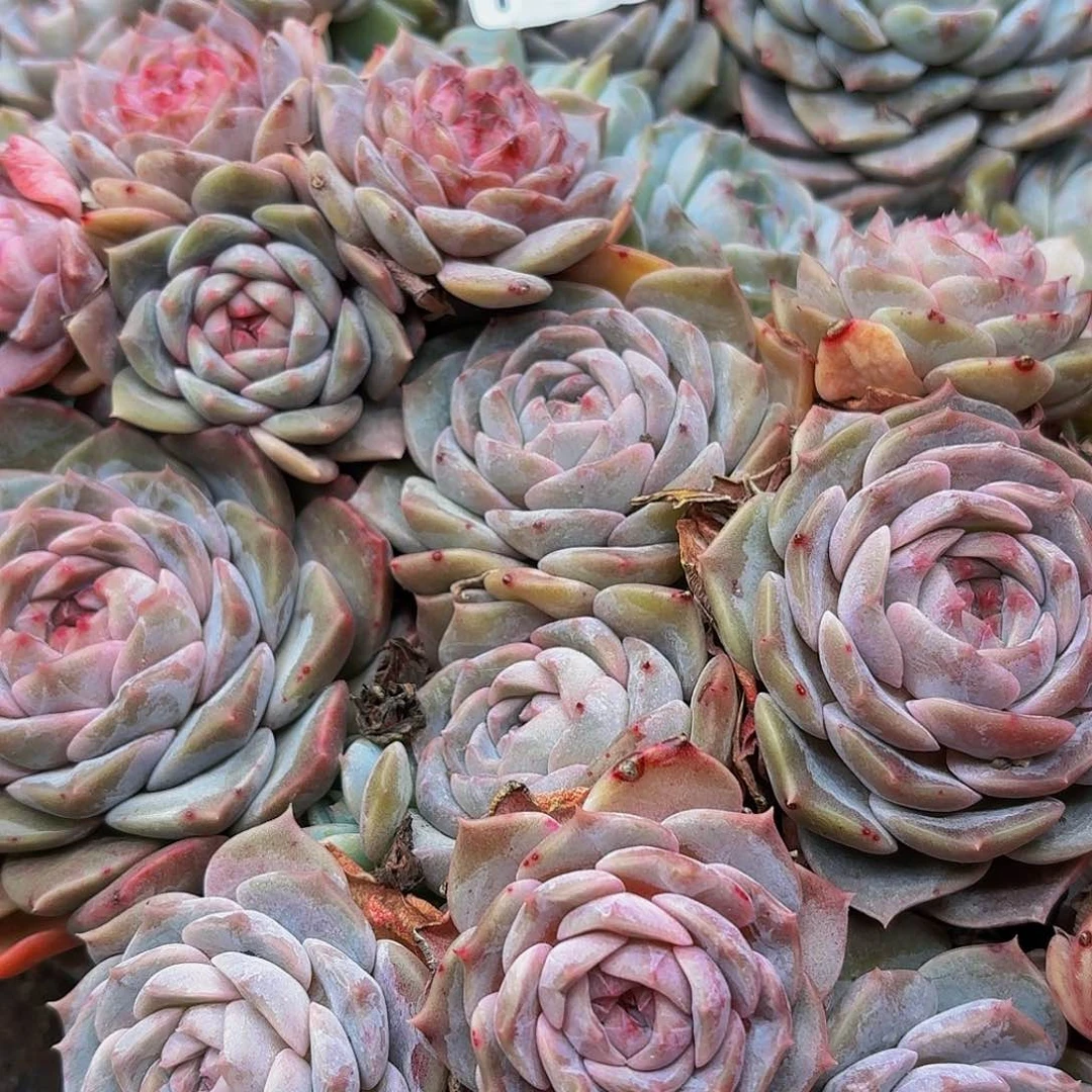 多肉植物多肉植物735