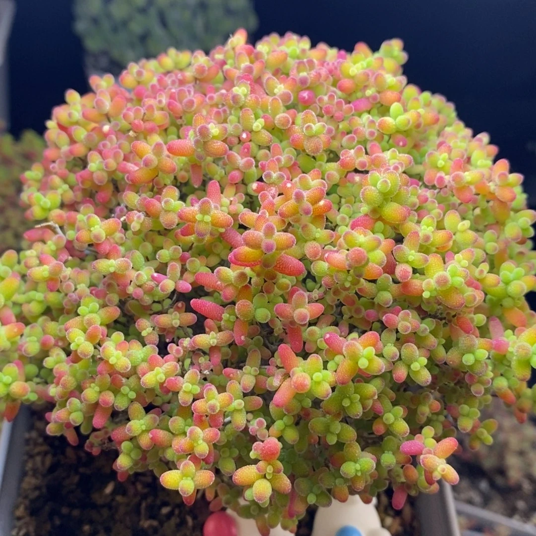 .***.无花朵34号蜜橘糖球