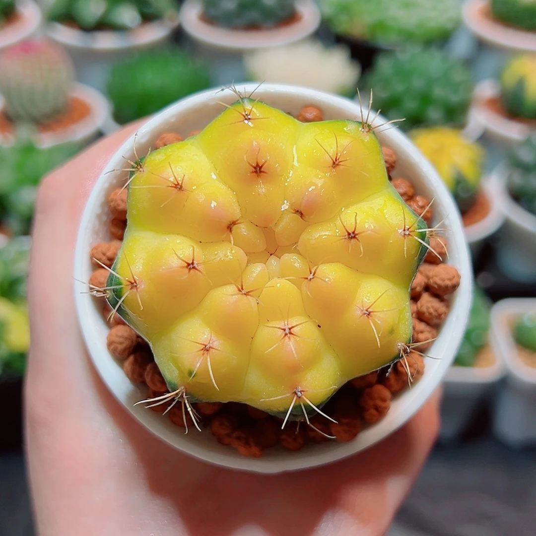 瑞昌玉多肉多肉多肉多肉