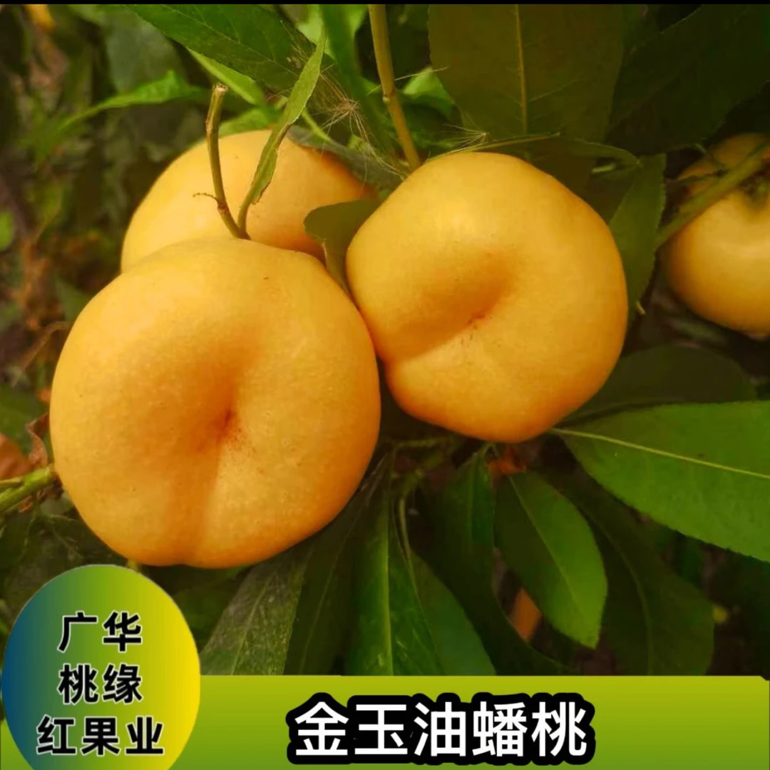 金玉油蟠 落叶后发货