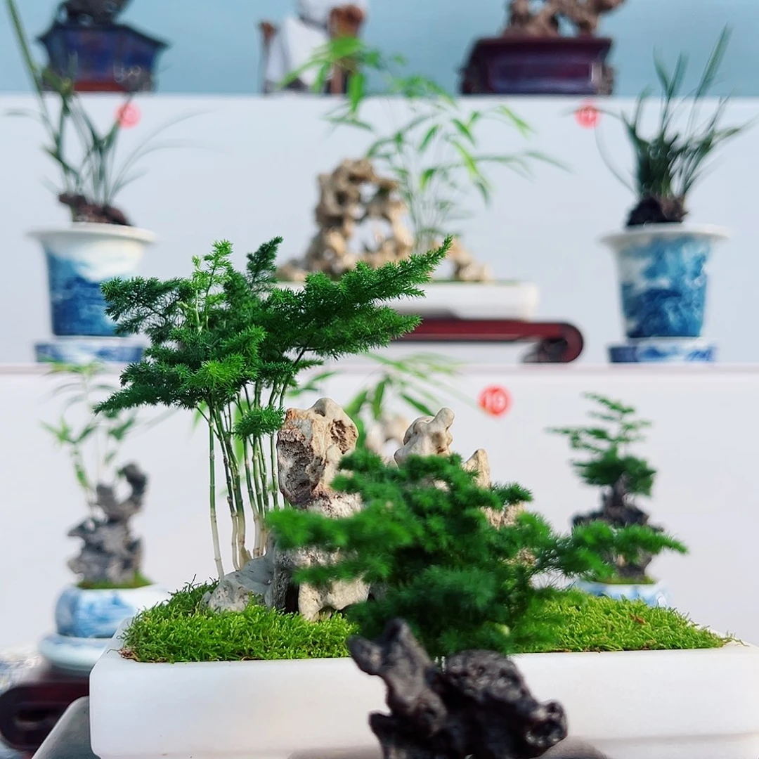 发***来无花朵盆景，云竹，九龙壁蜂窝石