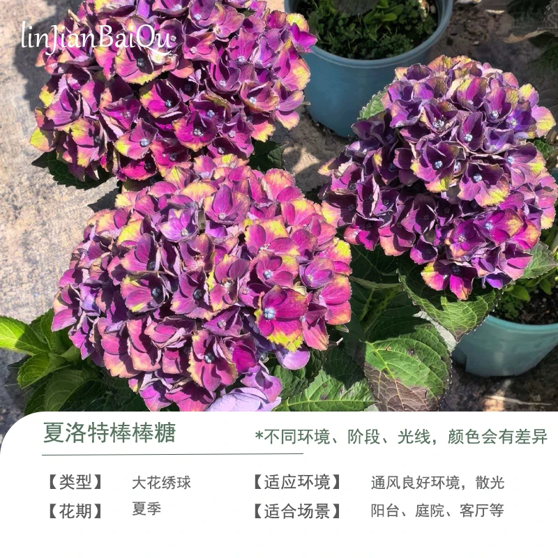 夏洛特棒棒糖绣球花 紫/紫粉色 2加仑 花色可能会变 开花发货