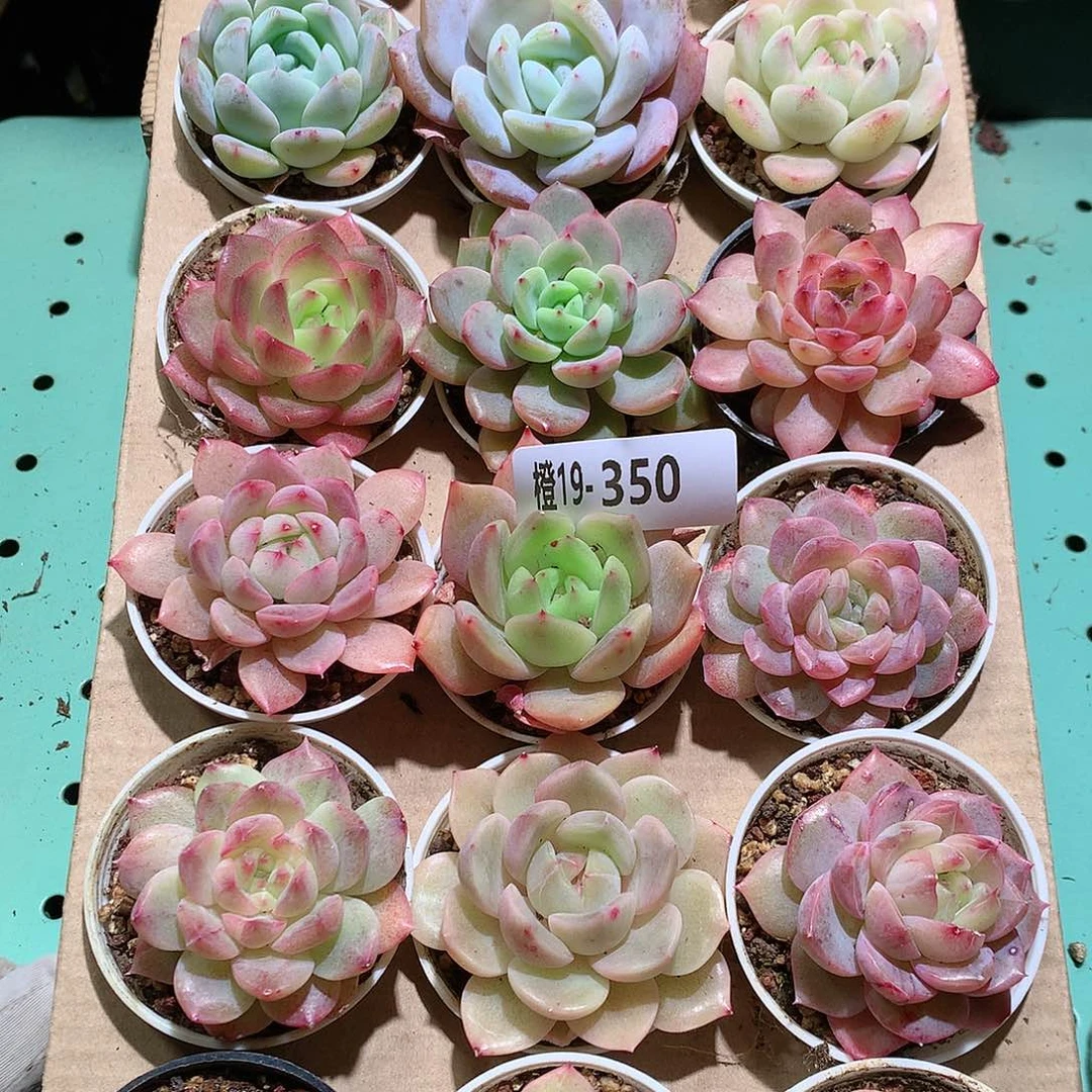 19-350一物一拍带盆18颗