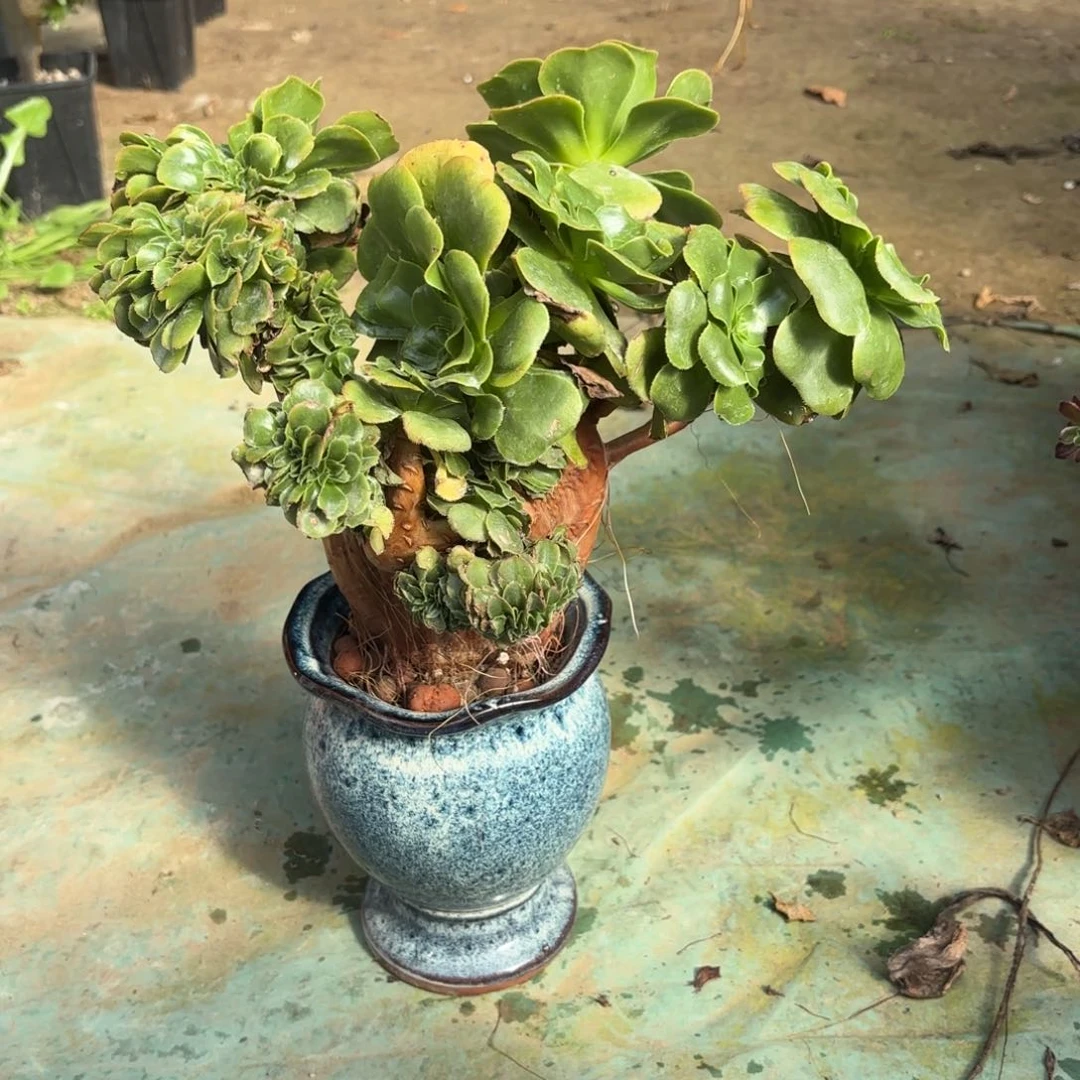 红陶哈哈哈哈哈哈哈哈