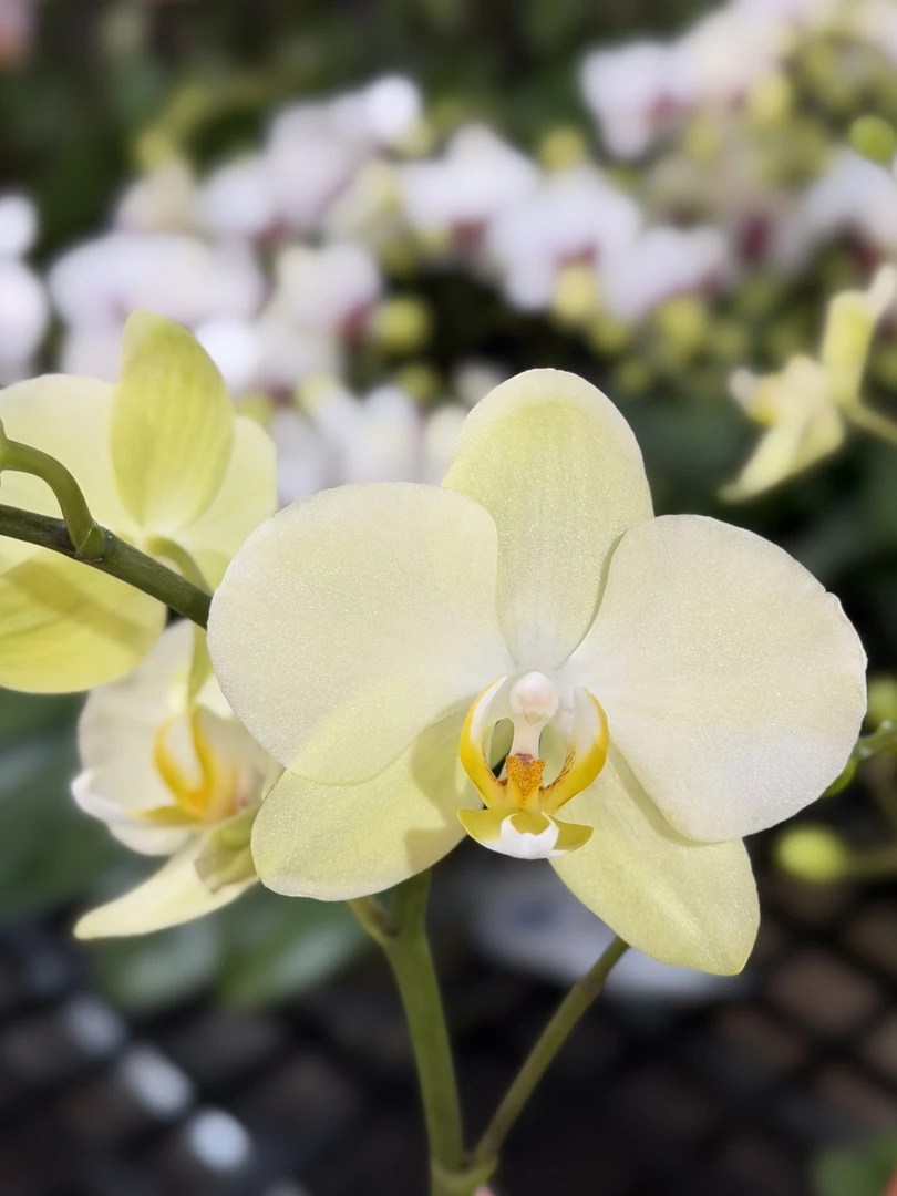 蝴蝶兰【新版卡利】中花型  带花发货 桌面款 治愈舒适