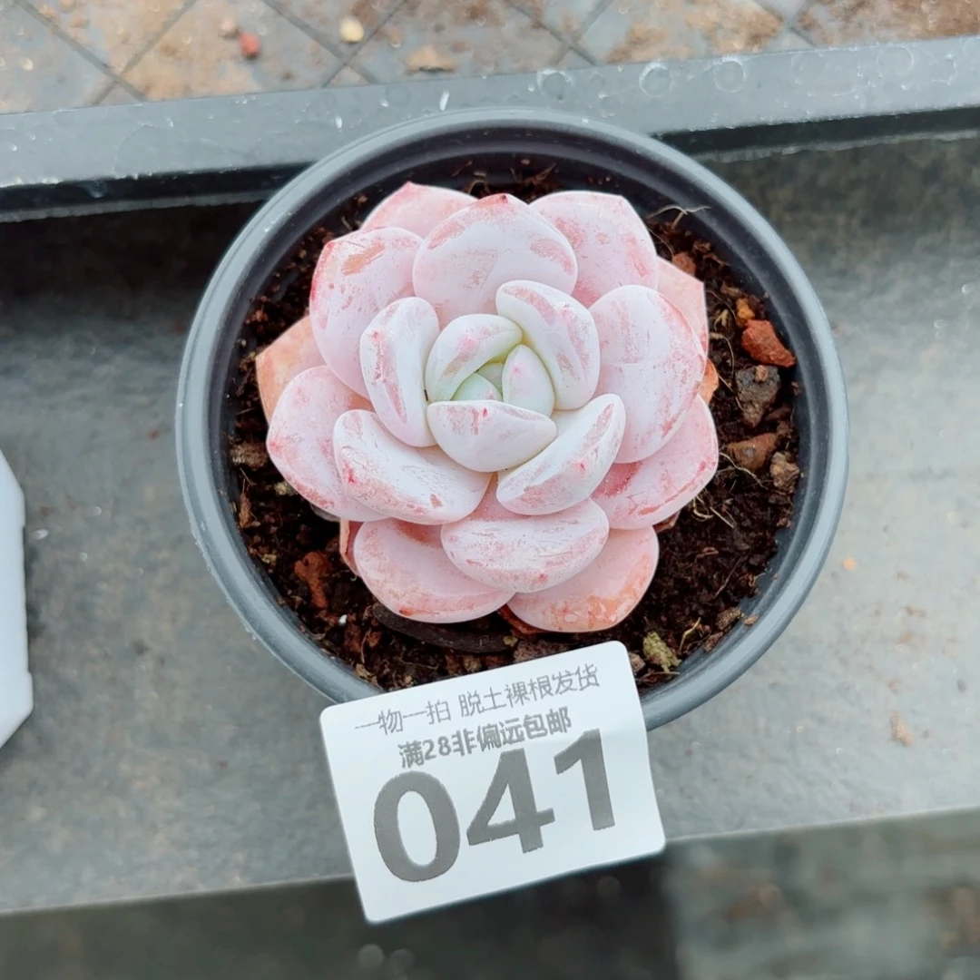 胖雪橙单头多肉多肉多肉