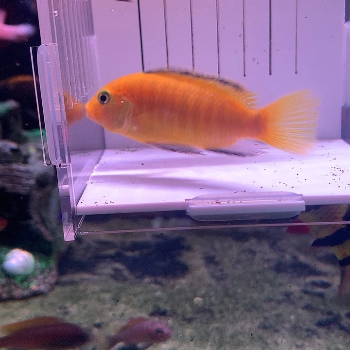 阿***1慈鲷鱼直播黑线王子2条