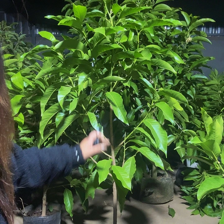 完全开放白兰花¥70