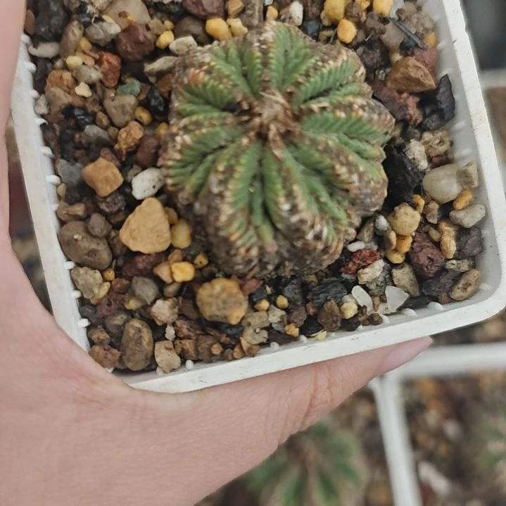 一物一拍，实生仙人球！