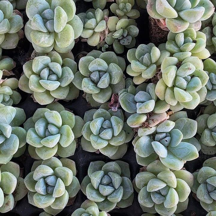 单头小冰玉一元一颗