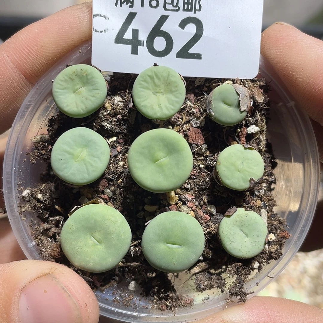 当天凑满十八元包邮462