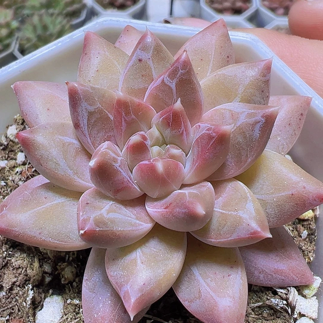 单头伊卡鲁斯19包邮