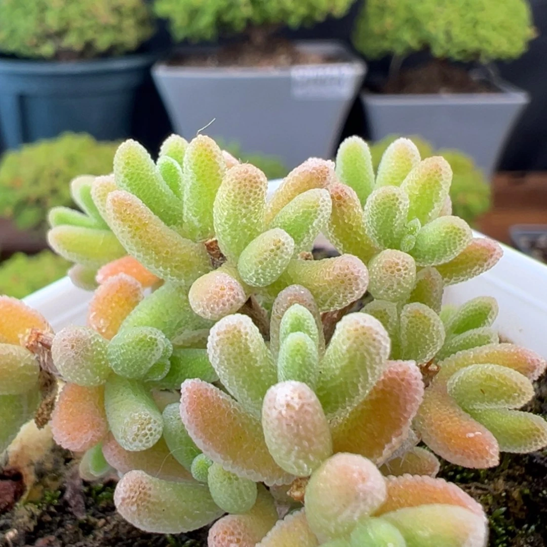 【闪购商品】dy0295不知名冠幅4.5cm