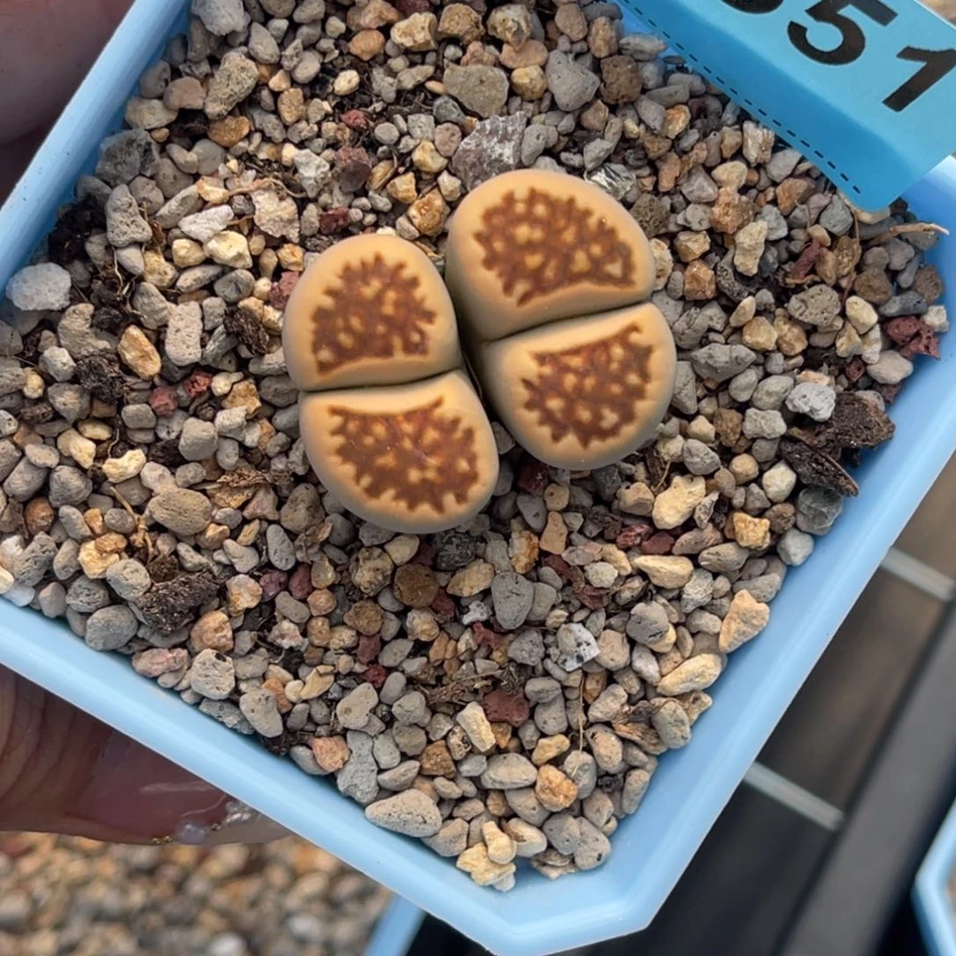 葡*珠3551双头花纹锦一颗