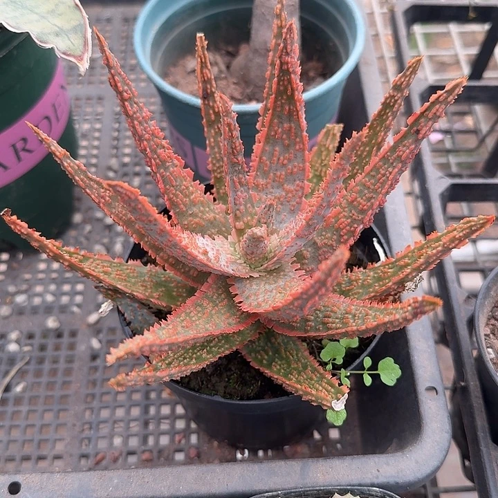 红色大芦荟14仙人球