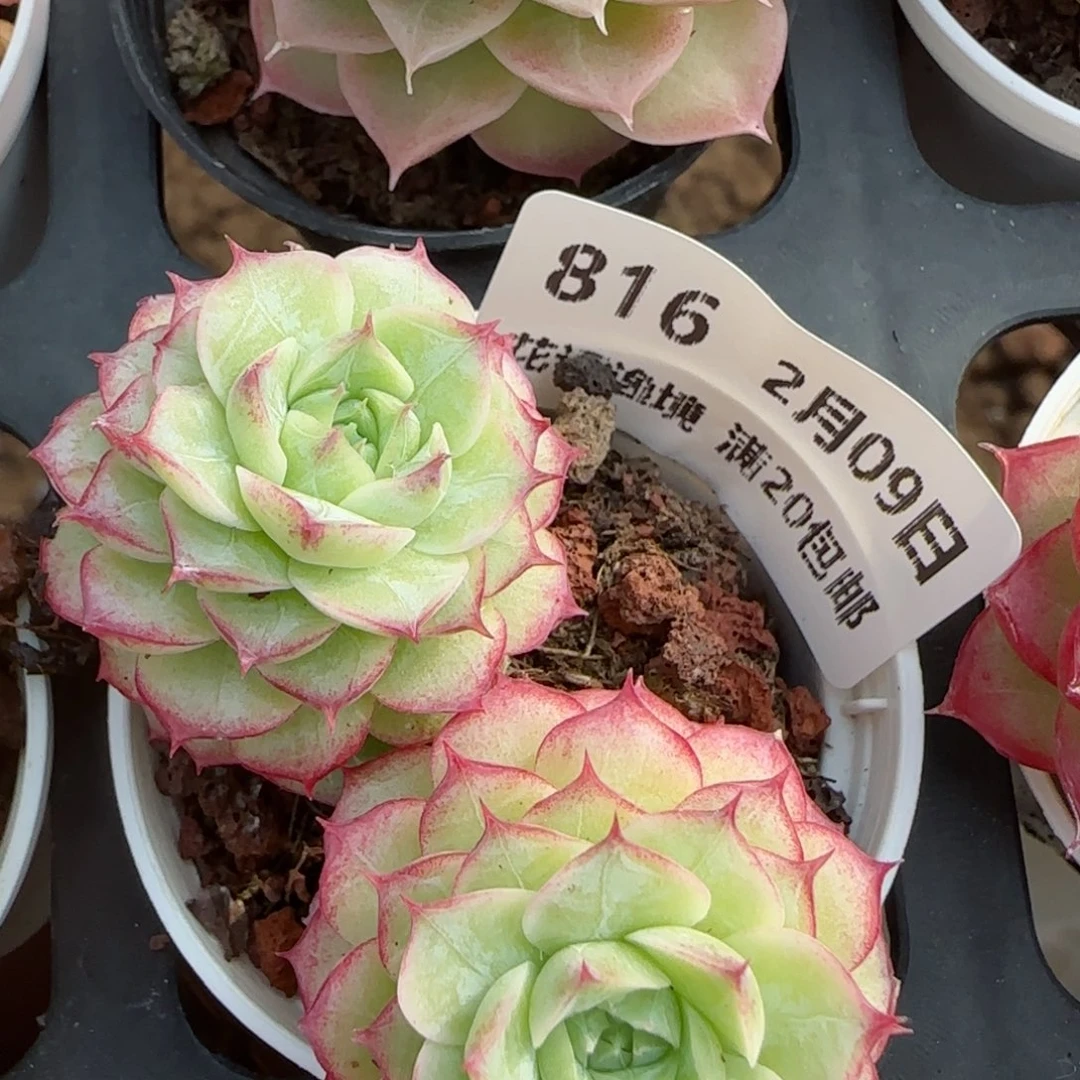 花语逸镜0209-816