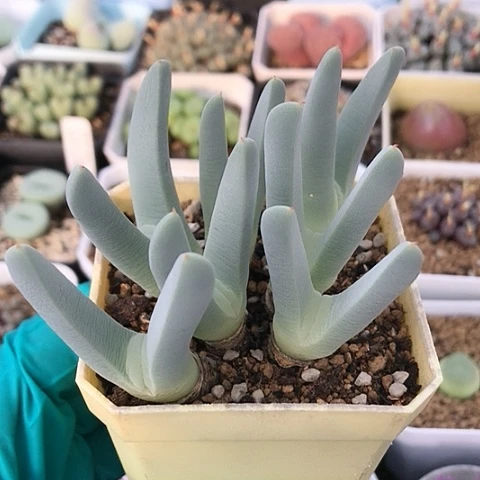 多肉肉锥 恶魔玉